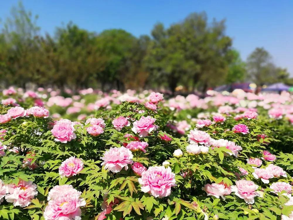 1617175575533435.jpg 3.jpg