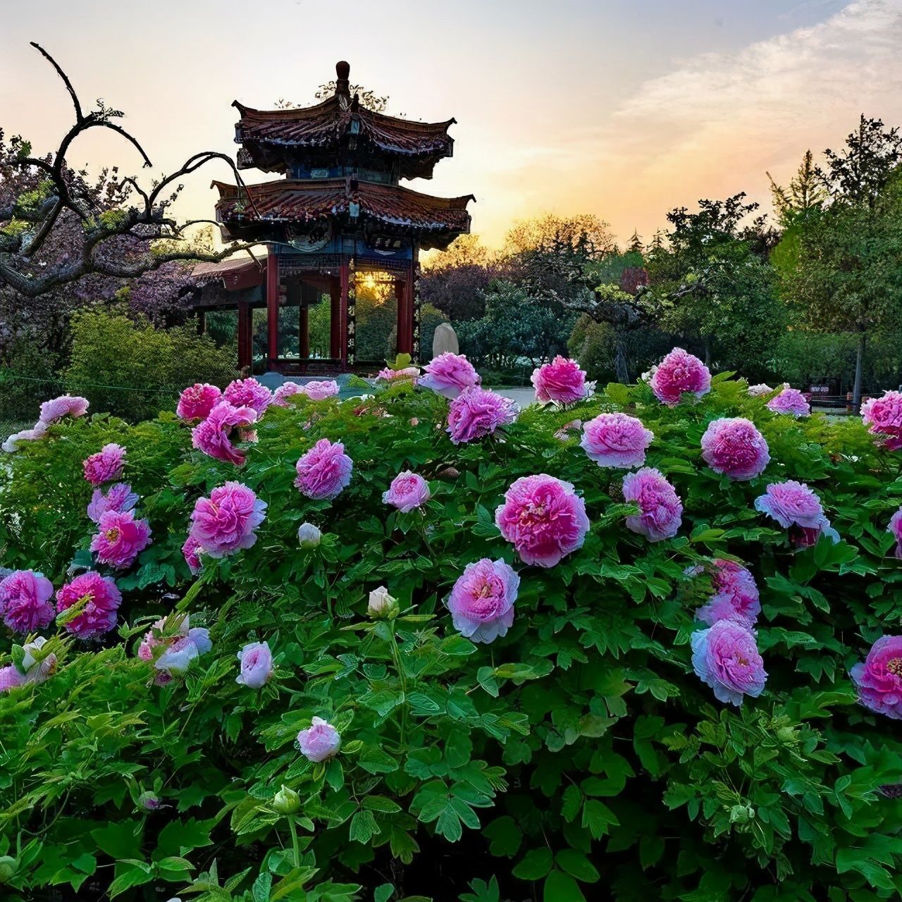 1617175795464721.jpg 5555.jpg