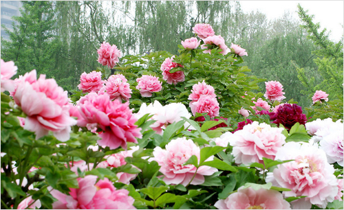 1617175907938875.jpg huahui.jpg