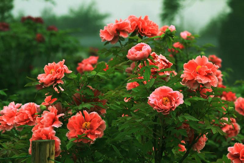 1617175966319143.jpeg 999.jpeg